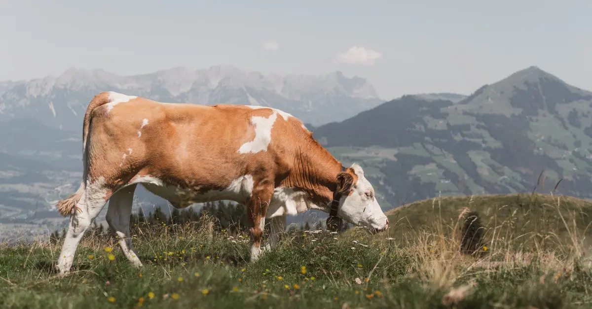 Les meilleures expériences culinaires en Suisse à ne pas manquer